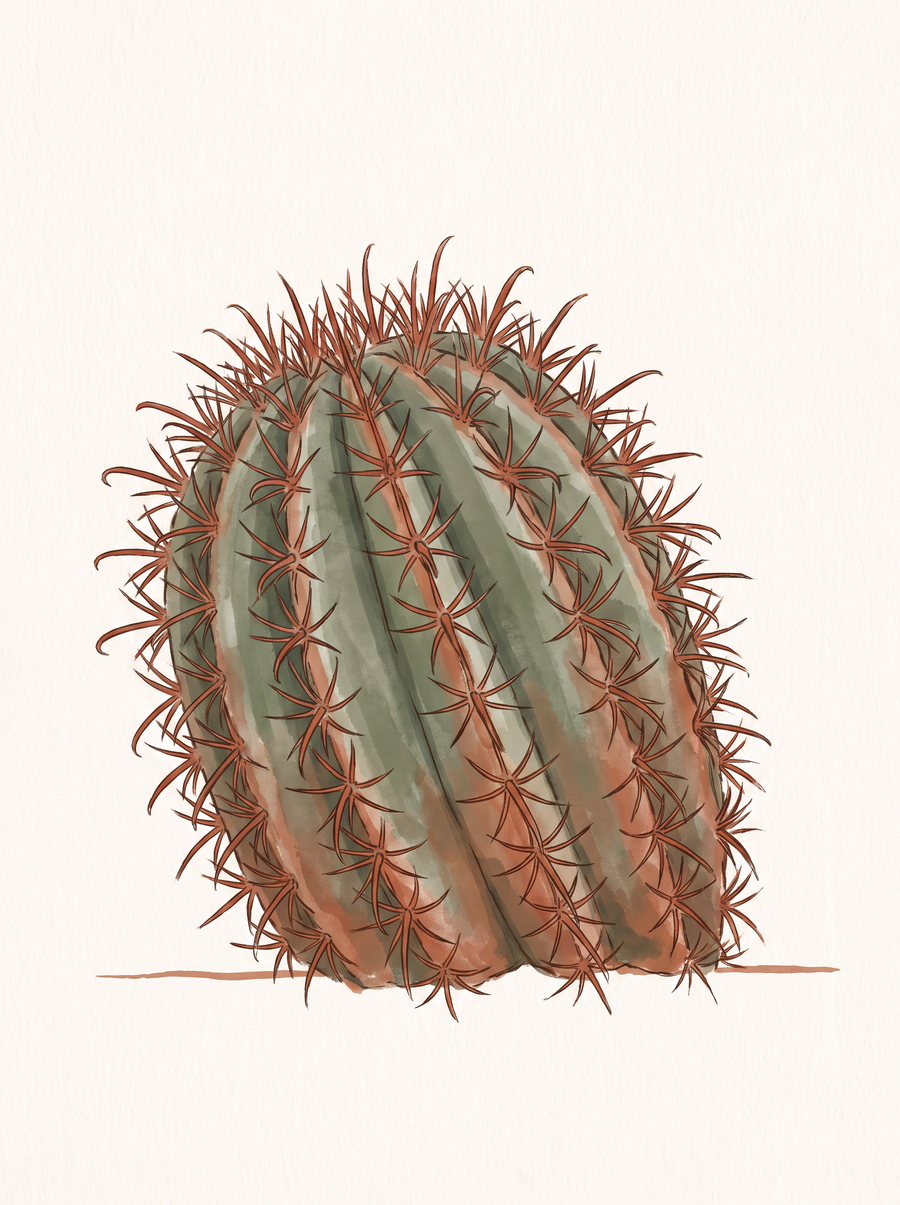 Illustration of a barrel cactus — a squat green ribbed cactus with long red-tipped hooked spines.