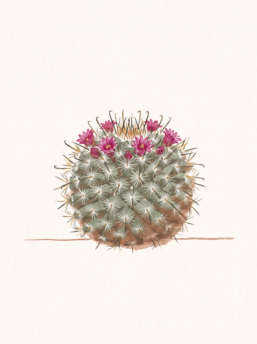 Illustration of a small round fishhook pincushion cactus covered in fine white spines with a ring of pink flowers on top.