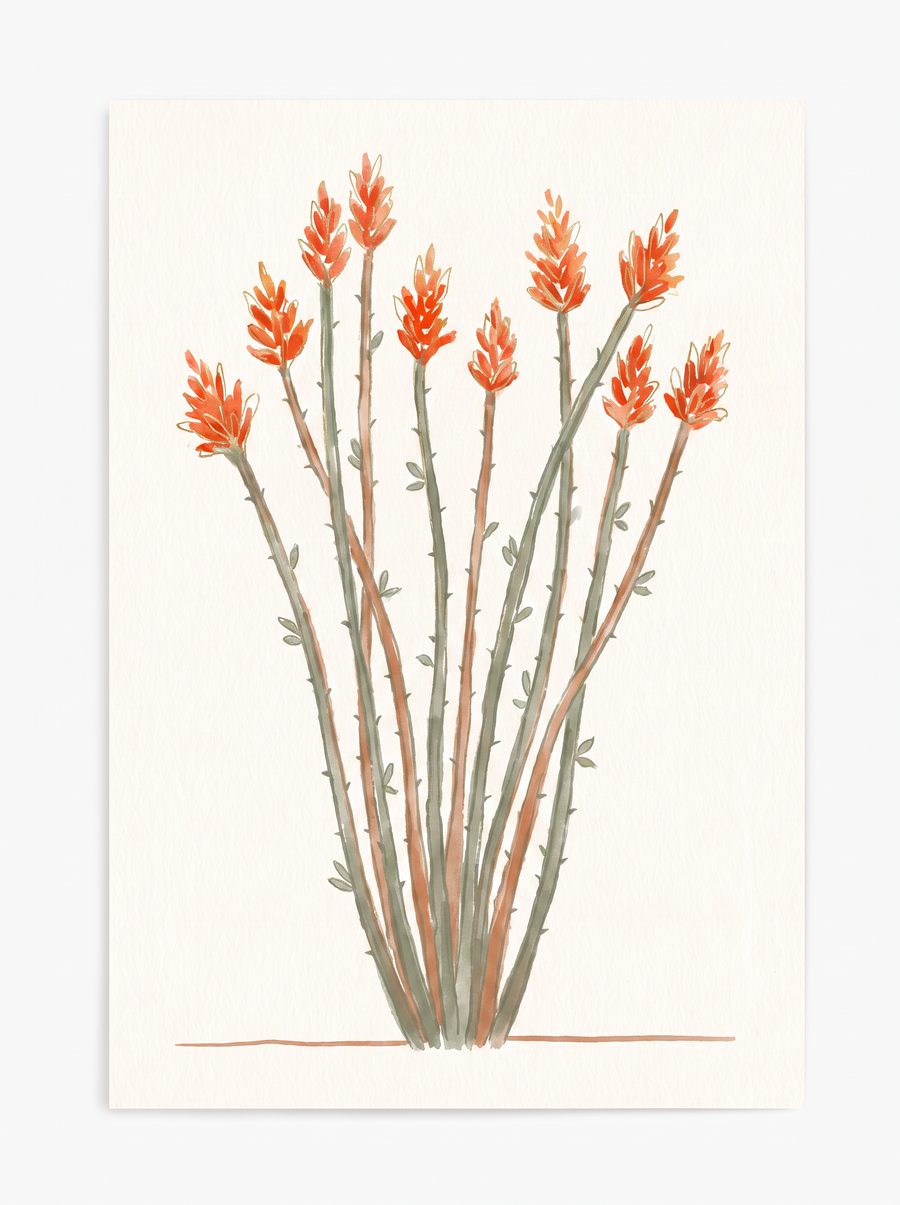 Illustration of an ocotillo — a fan of whip-like thorny canes tipped with orange-red flame flowers.