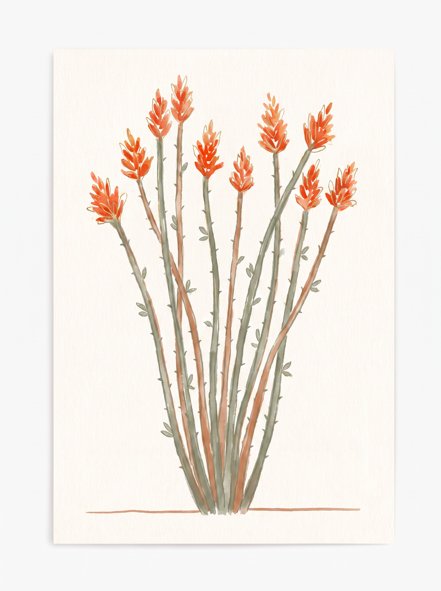 Illustration of an ocotillo — a fan of whip-like thorny canes tipped with orange-red flame flowers.
