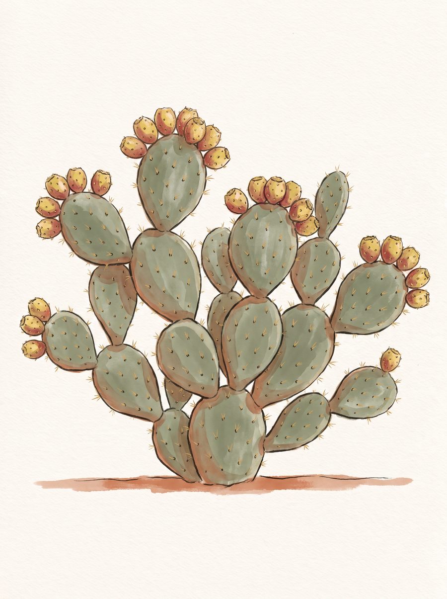 Illustration of an Engelmann prickly pear — a mound of flat oval green pads with yellow-red fruit along the top.