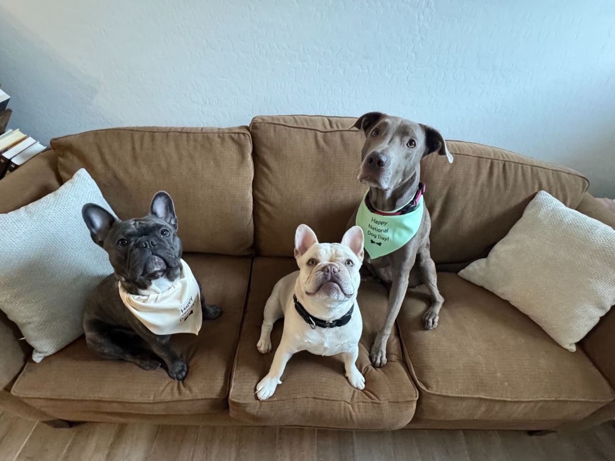Three dogs on a couch — Dexter, a blue-brindle French bulldog in a Happy National Dog Day bandana; Doug, a chunky cream-white French bulldog; and Sky, a tall grey pit-mix in a green bandana.