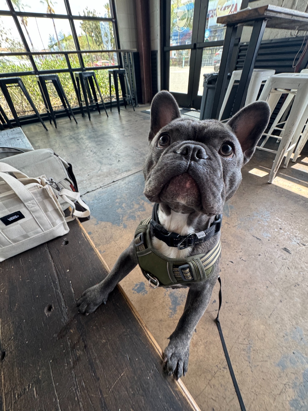 Dexter, a blue-brindle French bulldog wearing a harness, sitting up on a wooden bar-height table at The Sleepy Whale with string lights and the taproom behind him.