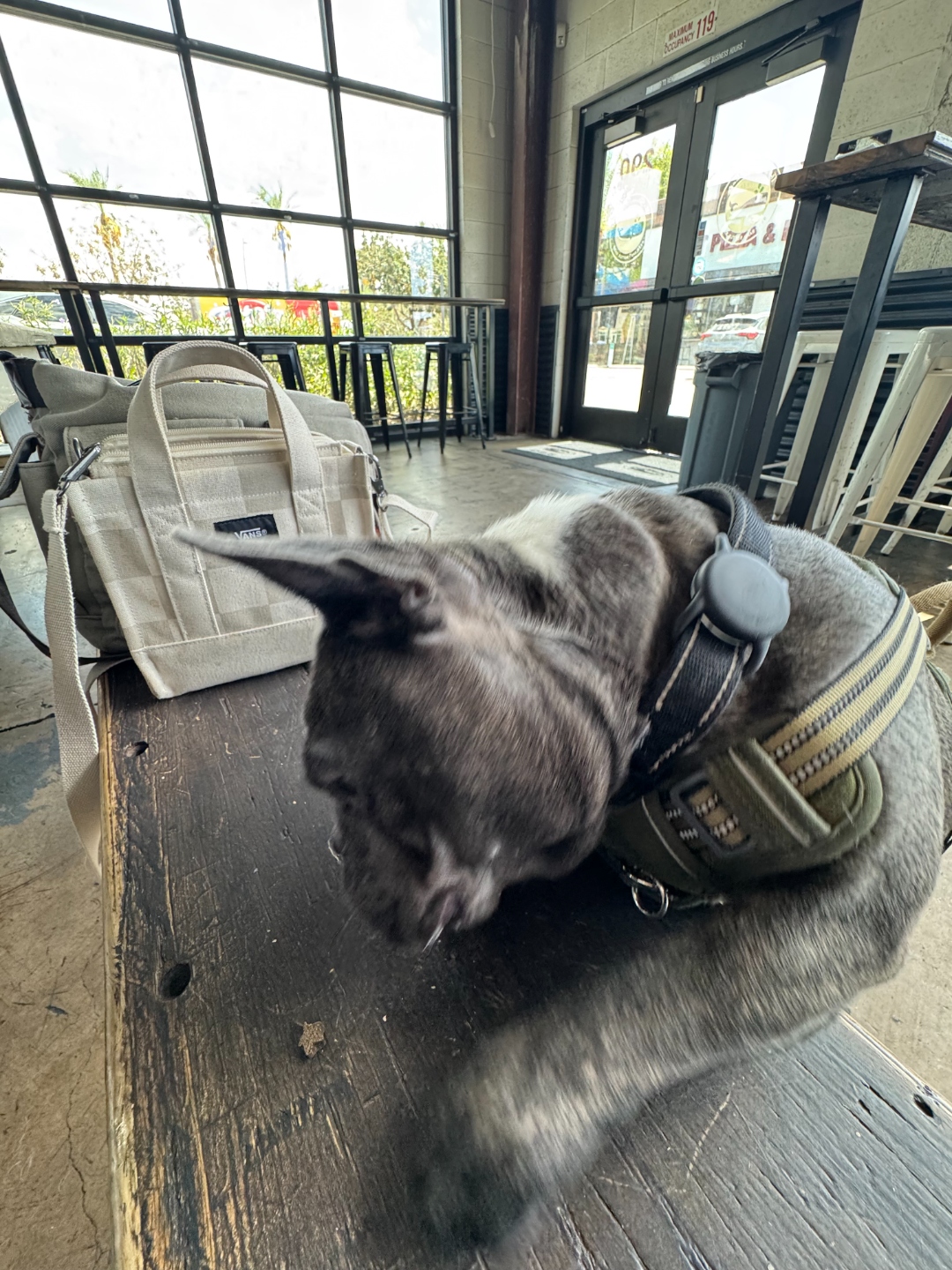 Dexter, a blue-brindle French bulldog on a leash, standing at the open patio doors of The Sleepy Whale looking out toward the parking lot. A pizza sign is visible in the distance across the lot.