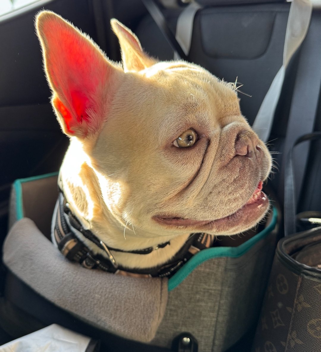 Doug the white French bulldog buckled into his carseat, mouth open in a satisfied grin, Arizona sunset light glowing through his ears.