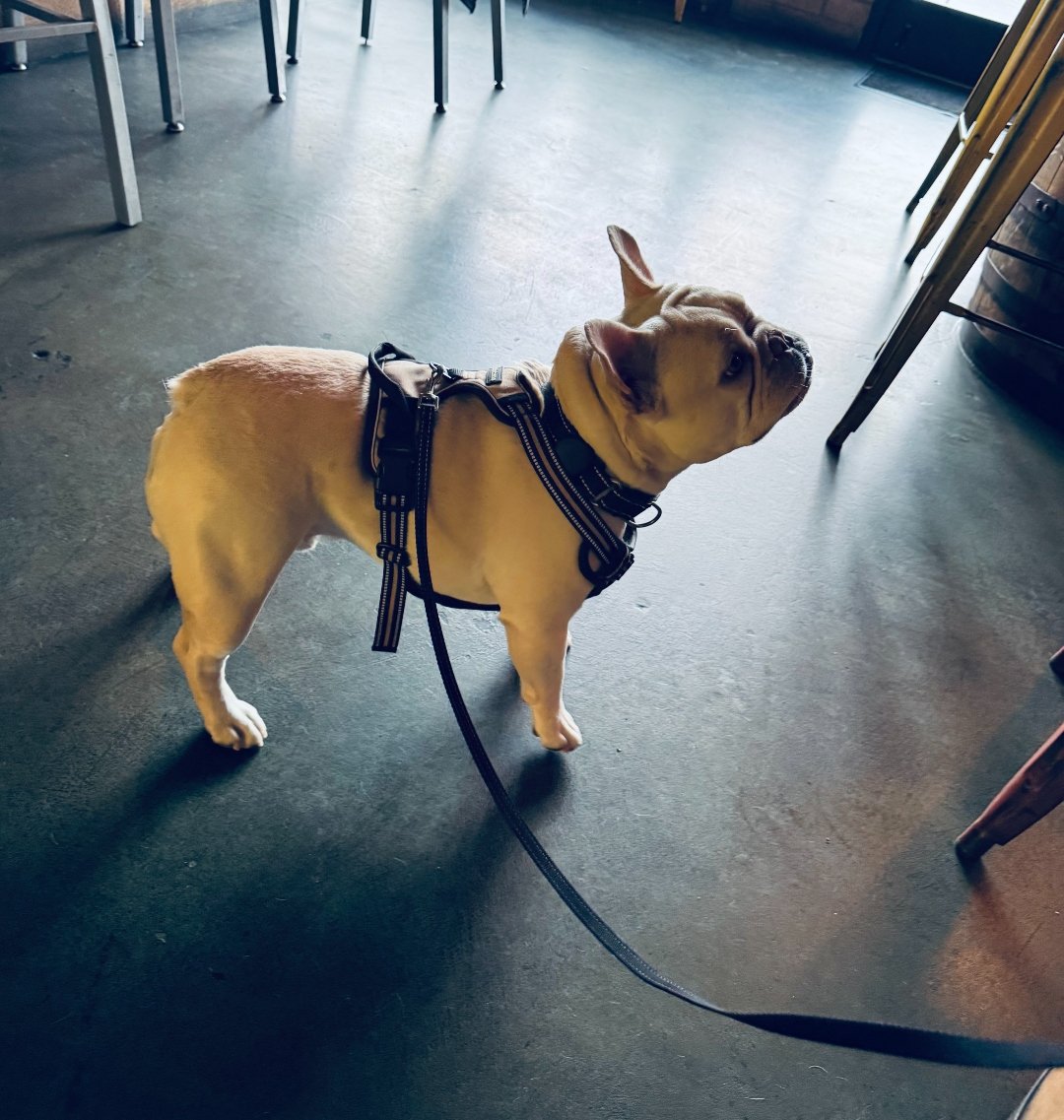 Doug the white French bulldog on-leash, standing on the concrete taproom floor, looking up to the right with his ears back.