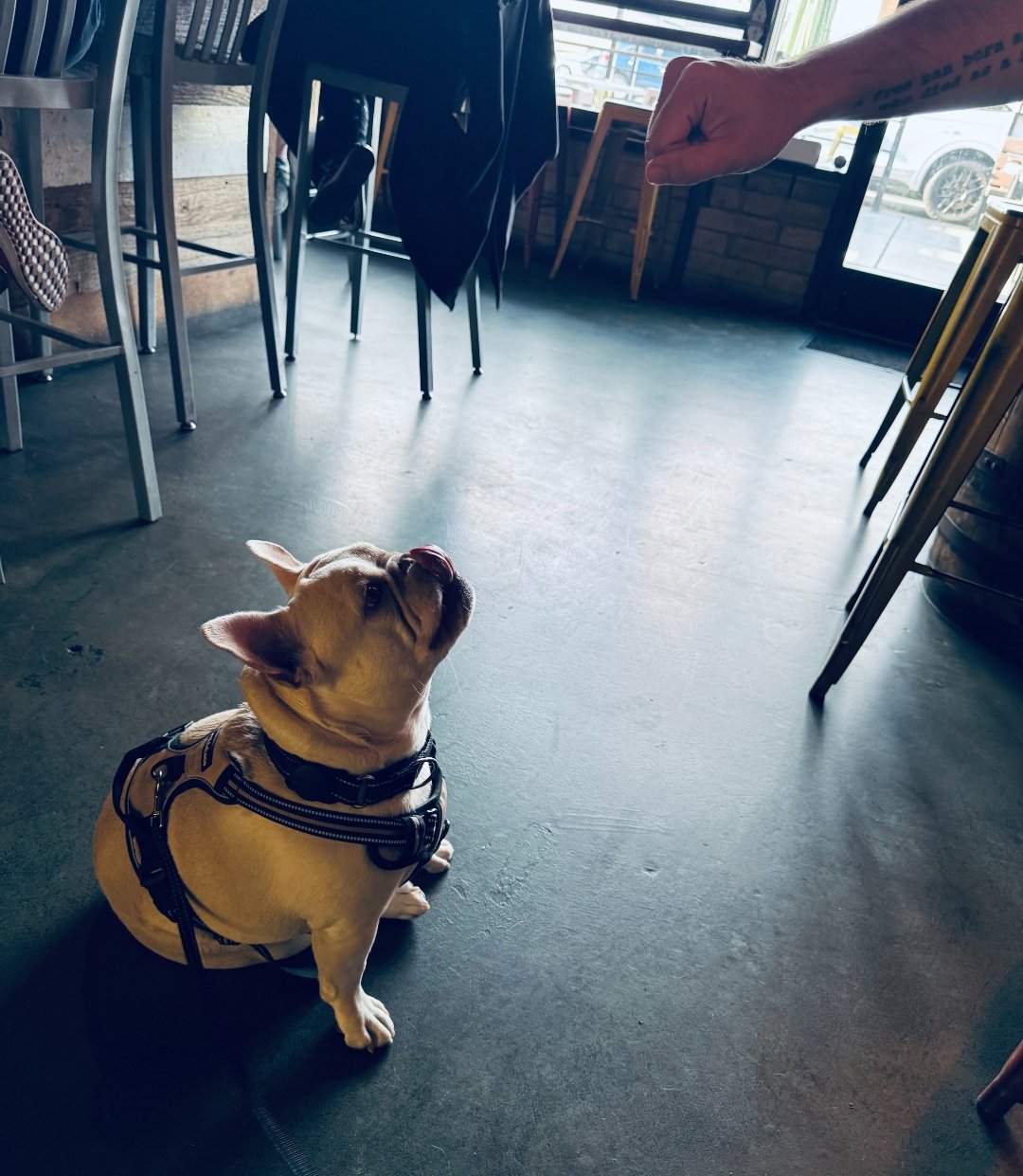 Doug the white French bulldog sitting on the concrete floor of The Wandering Tortoise, ears up, tongue out, watching a training treat being offered by a tattooed hand.